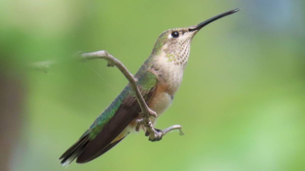 Geniş Kuyruklu Kolibri - ML622925946