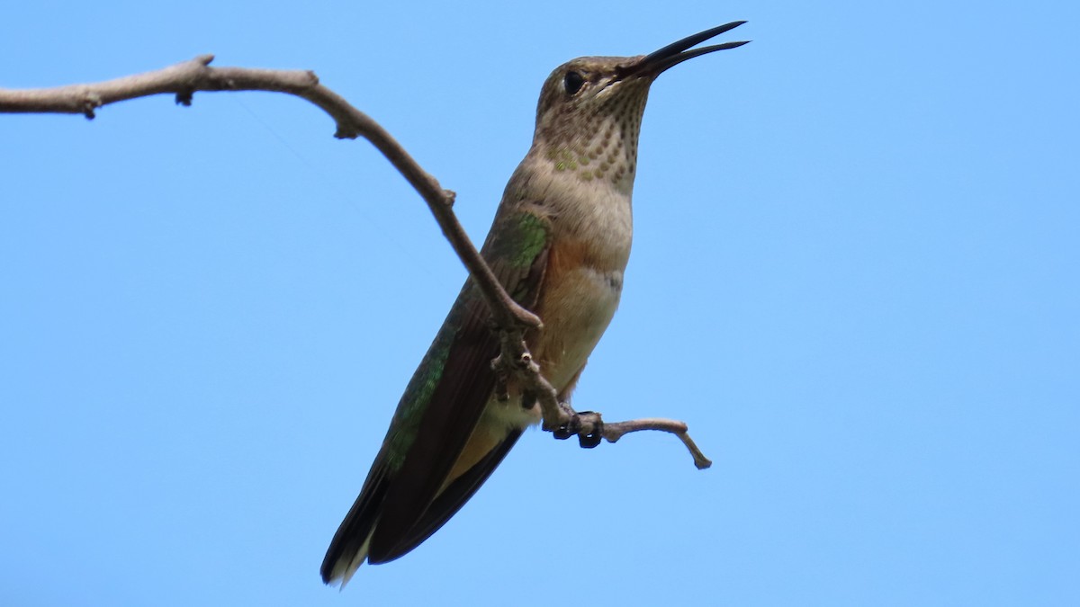 Geniş Kuyruklu Kolibri - ML622925947