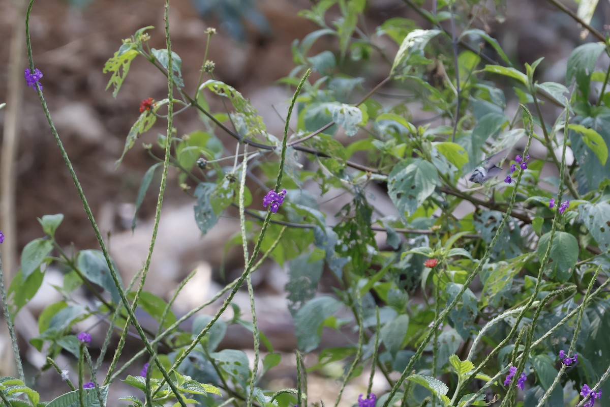 Violet-headed Hummingbird - Mathieu Soetens