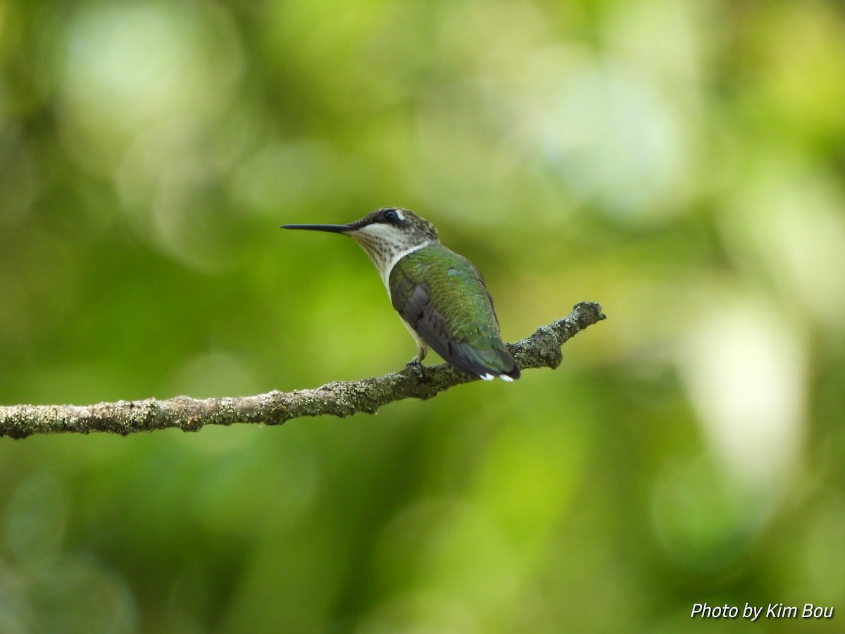 Ruby-throated Hummingbird - ML622926033