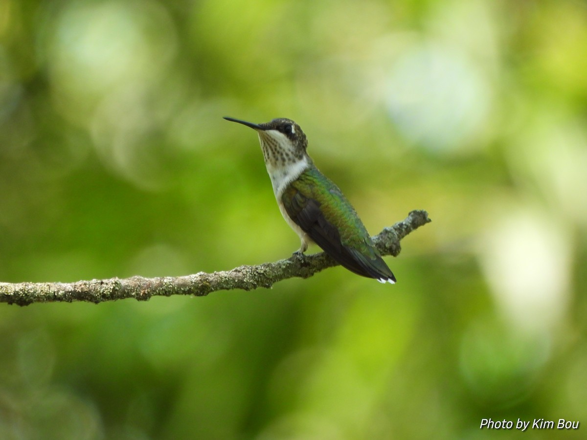 Ruby-throated Hummingbird - ML622926034