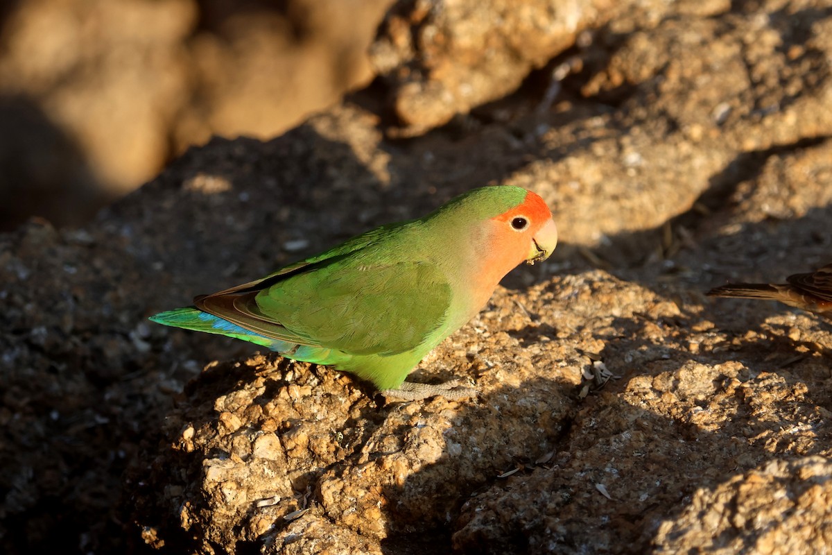 Rosy-faced Lovebird - ML622926093