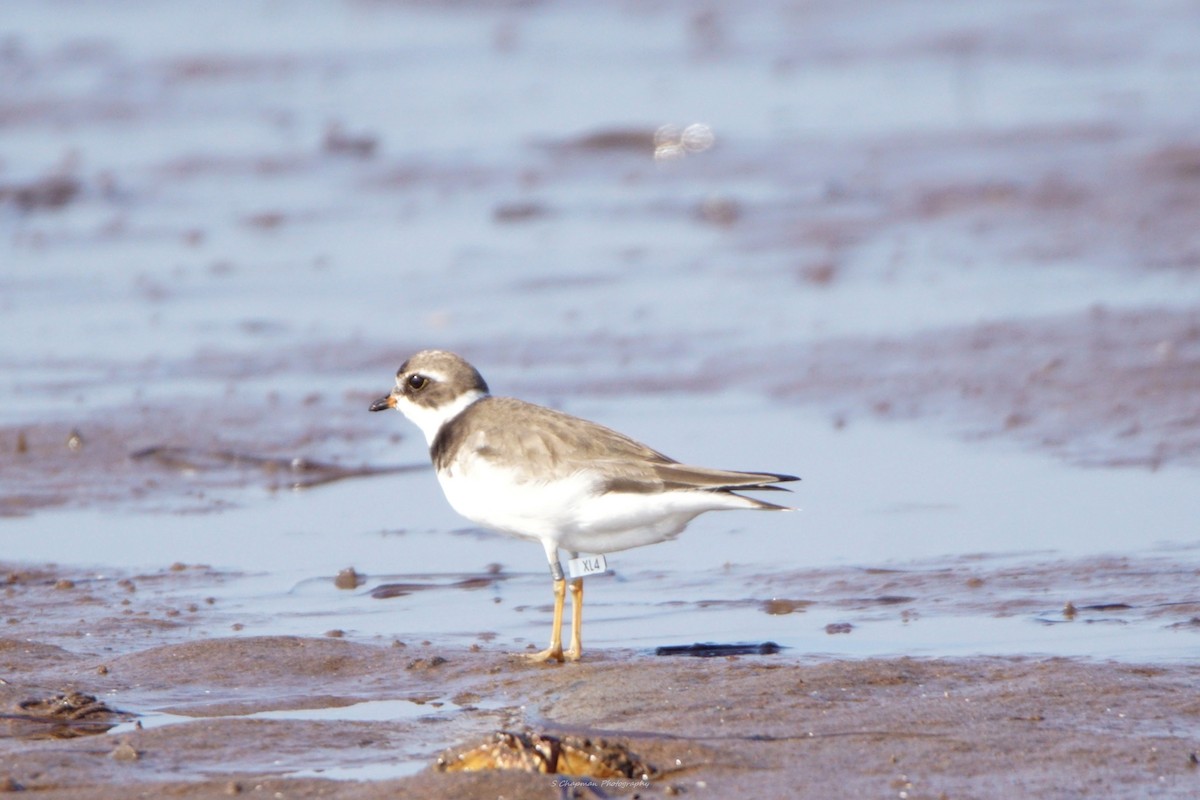Semipalmated Plover - shawn chapman