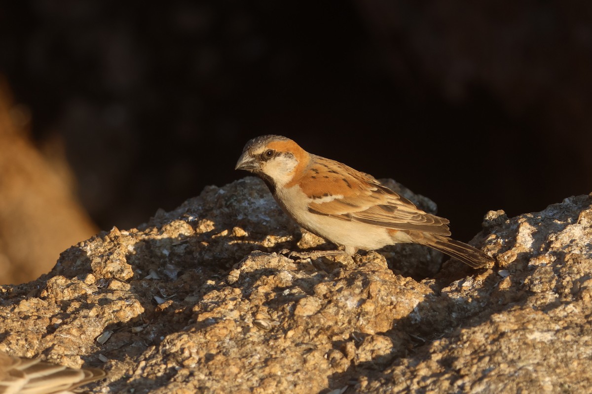 Great Rufous Sparrow - ML622926101