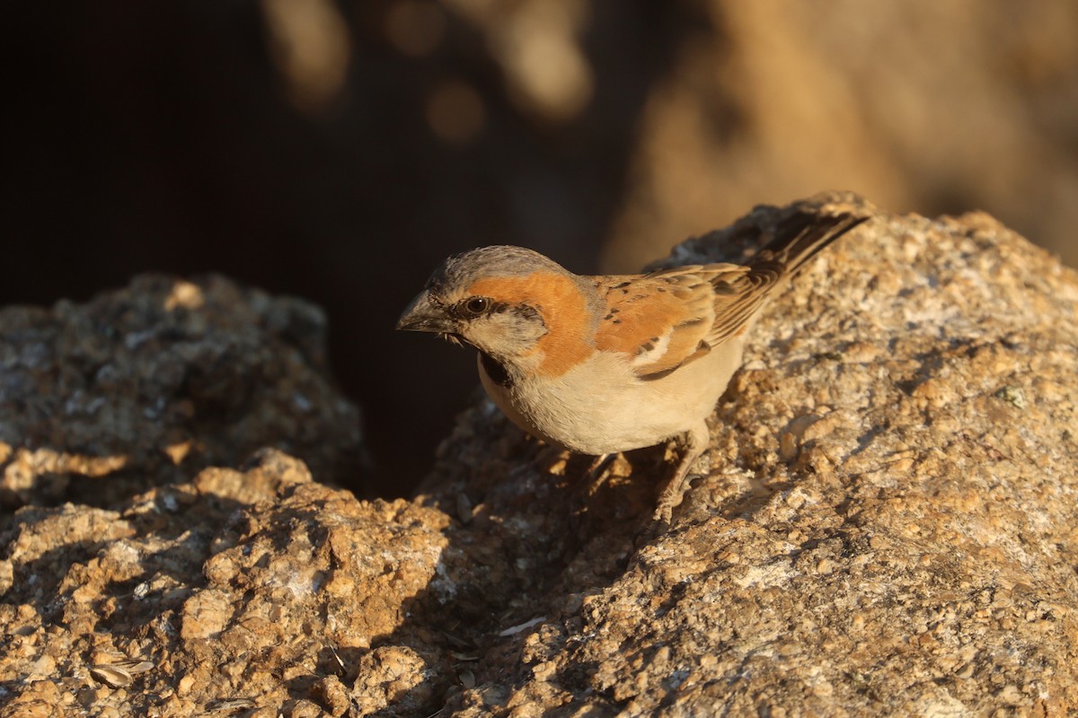 Great Rufous Sparrow - ML622926102