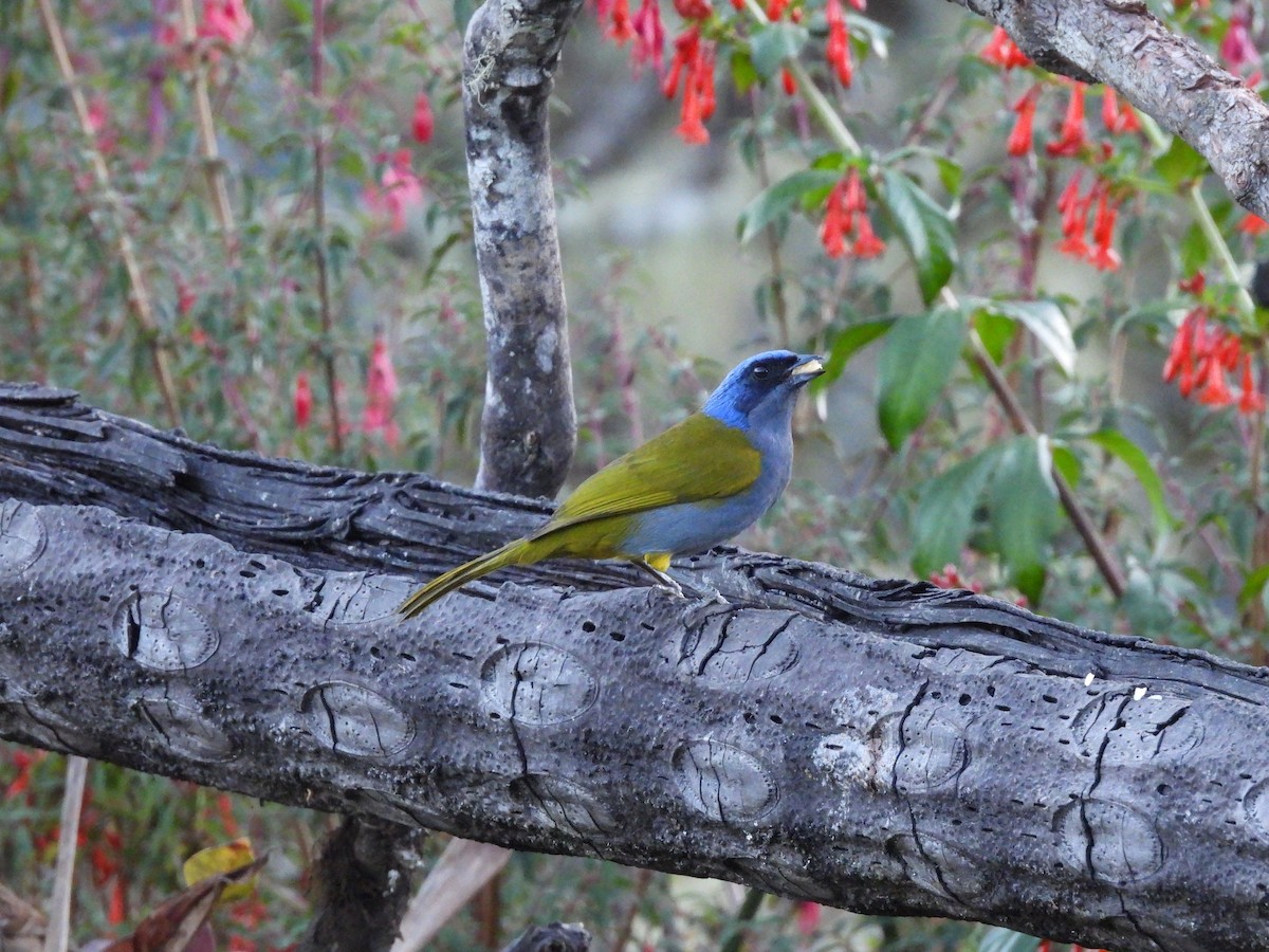 Blue-capped Tanager - ML622926155