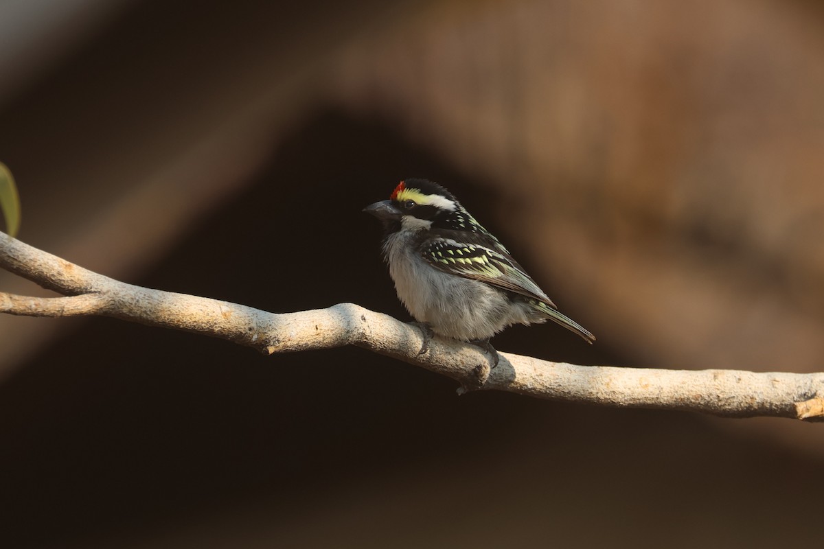 Pied Barbet - ML622926167