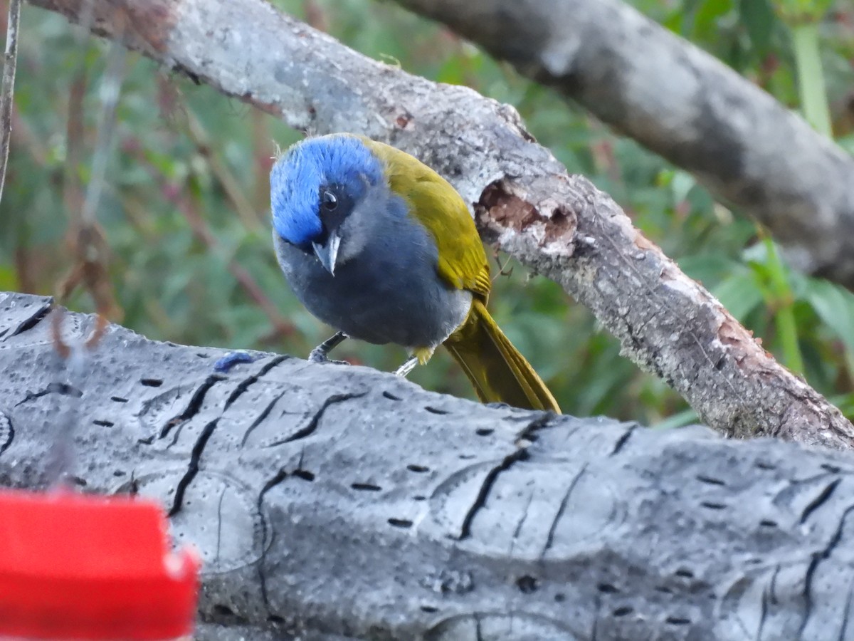 Blue-capped Tanager - Bev Agler