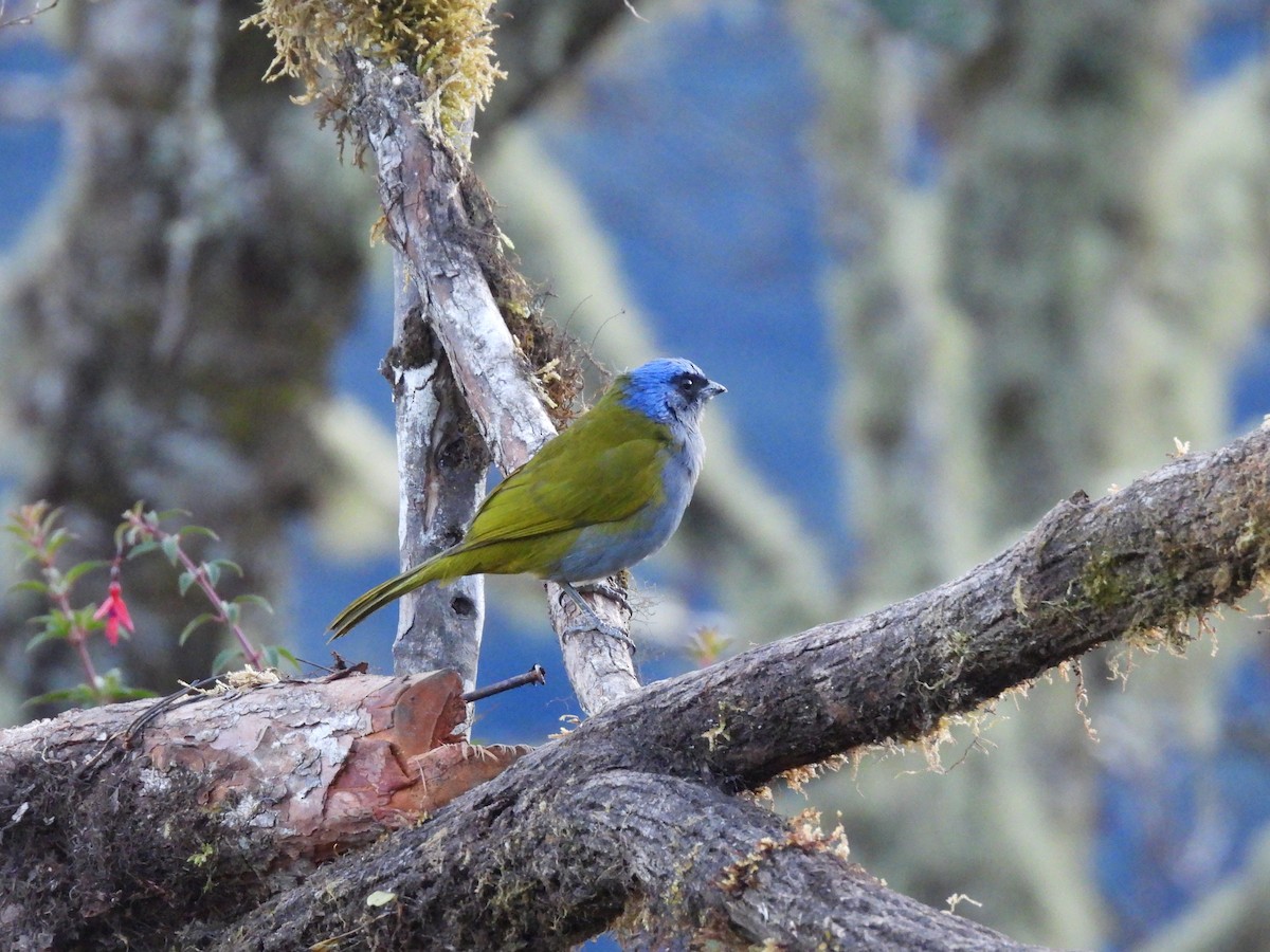 Blue-capped Tanager - ML622926178