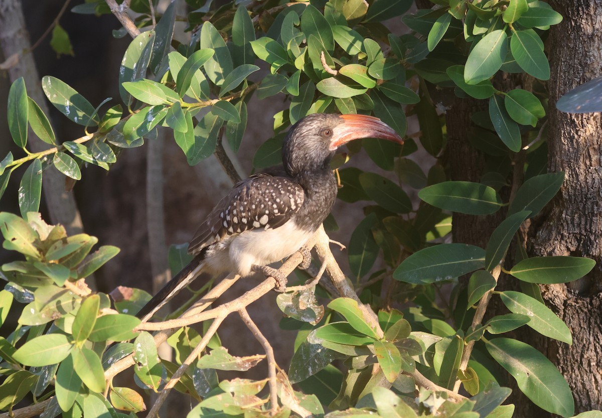 Monteiro's Hornbill - ML622926179