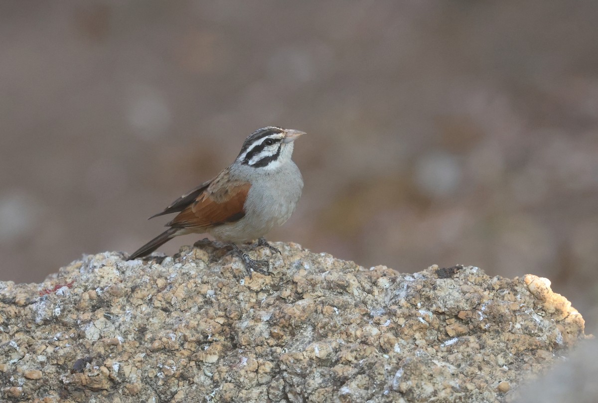 Cape Bunting - ML622926184