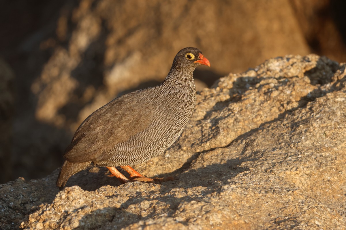 Red-billed Spurfowl - ML622926196