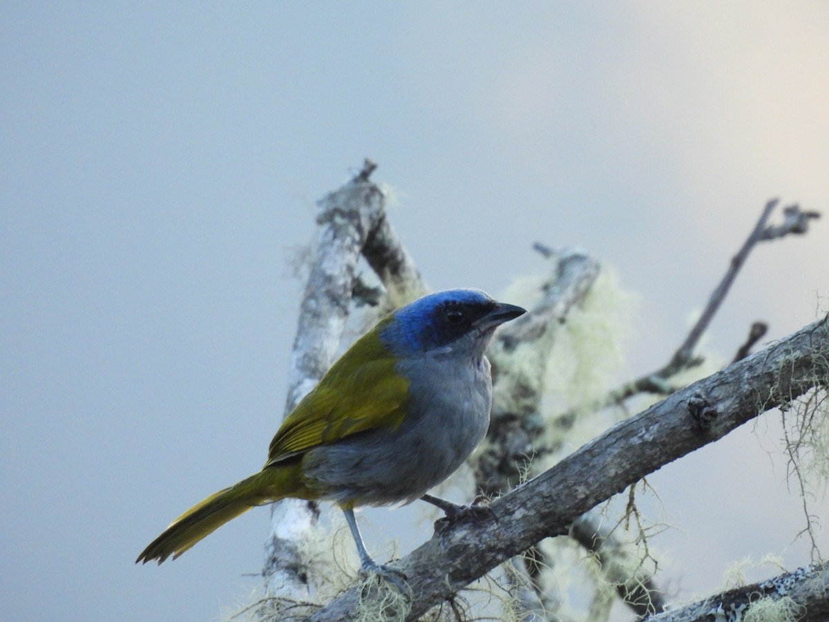 Blue-capped Tanager - ML622926206