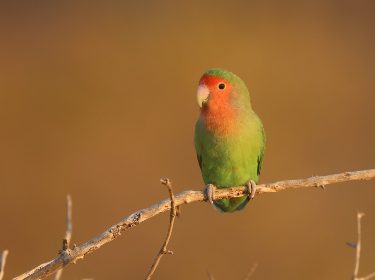 Rosy-faced Lovebird - ML622926213