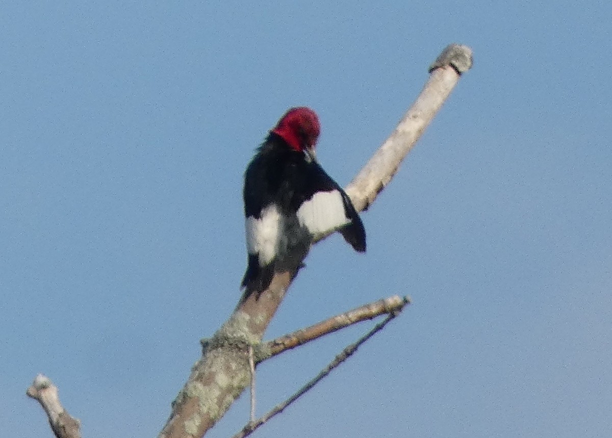 Red-headed Woodpecker - ML622926269