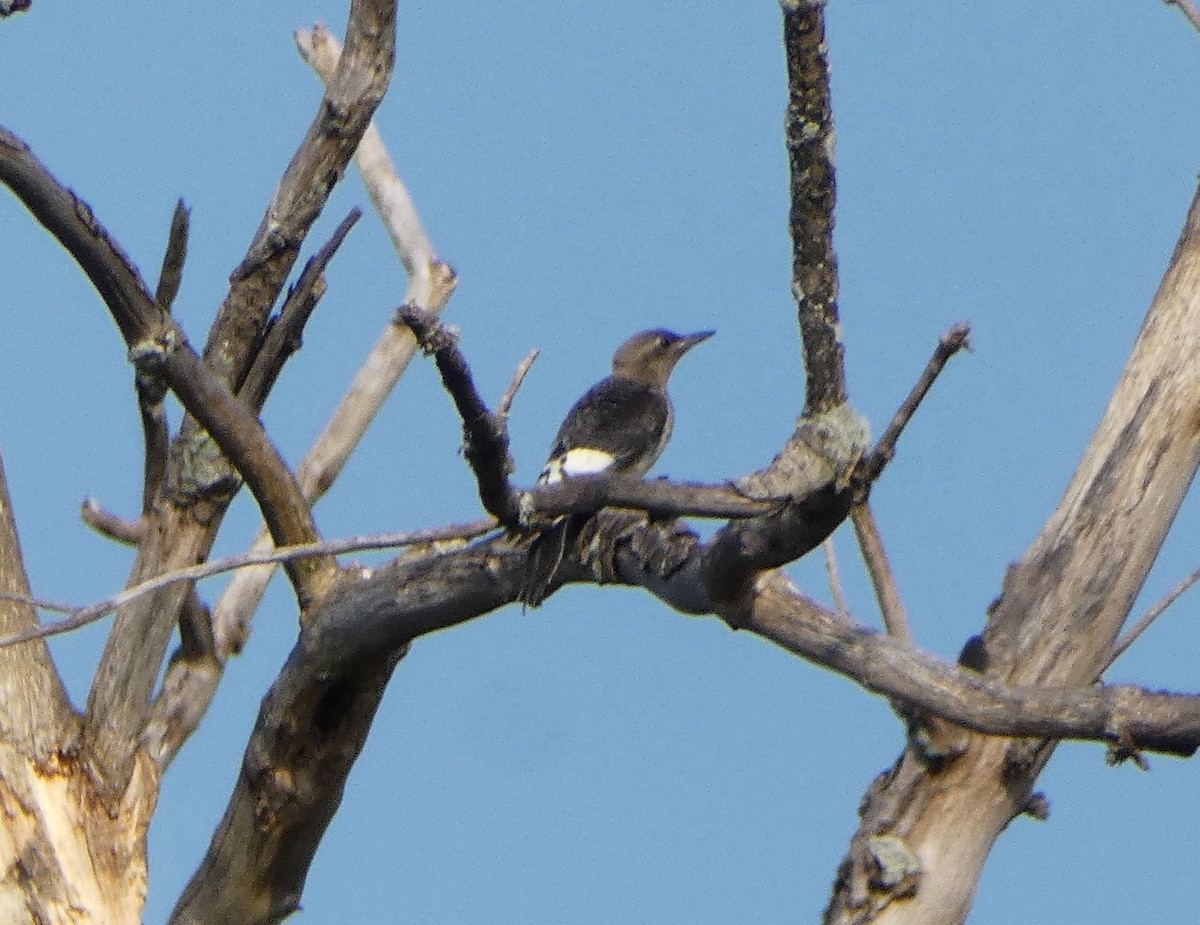 Red-headed Woodpecker - ML622926270