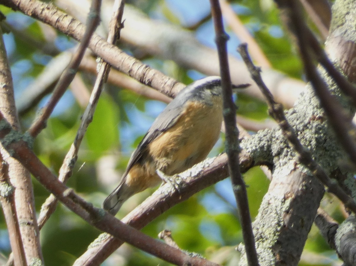 Red-breasted Nuthatch - ML622926320