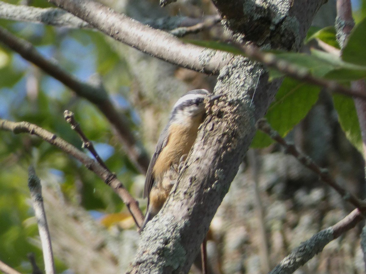 Red-breasted Nuthatch - ML622926321