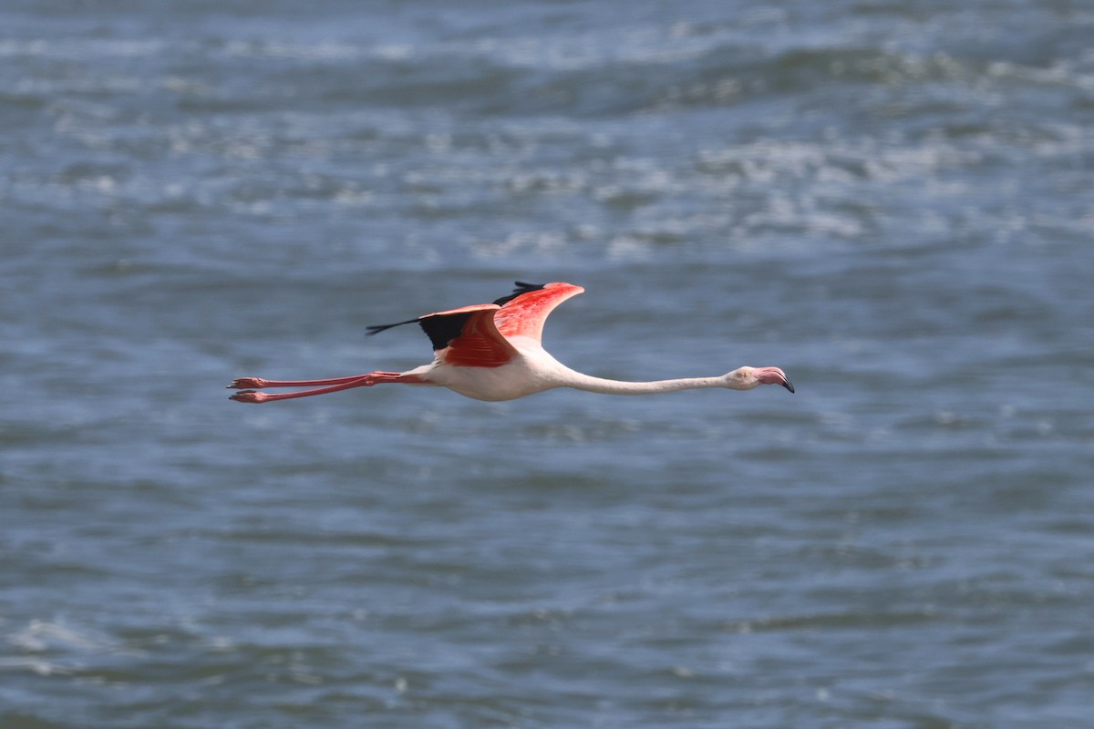 Greater Flamingo - Charley Hesse TROPICAL BIRDING