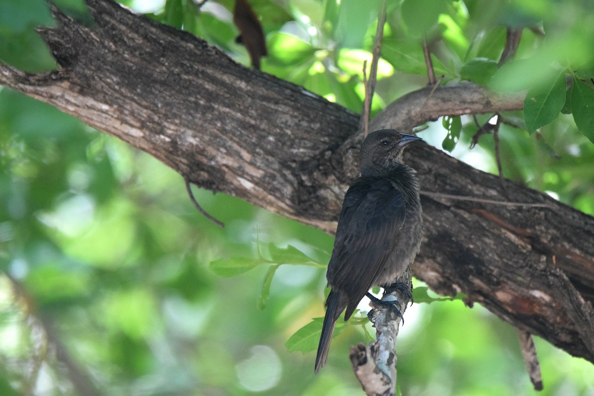 Shiny Cowbird - ML622926338