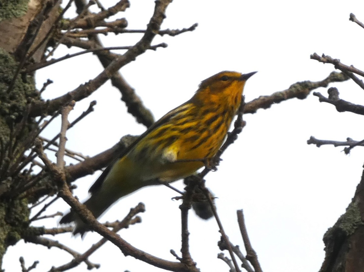 Cape May Warbler - ML622926346