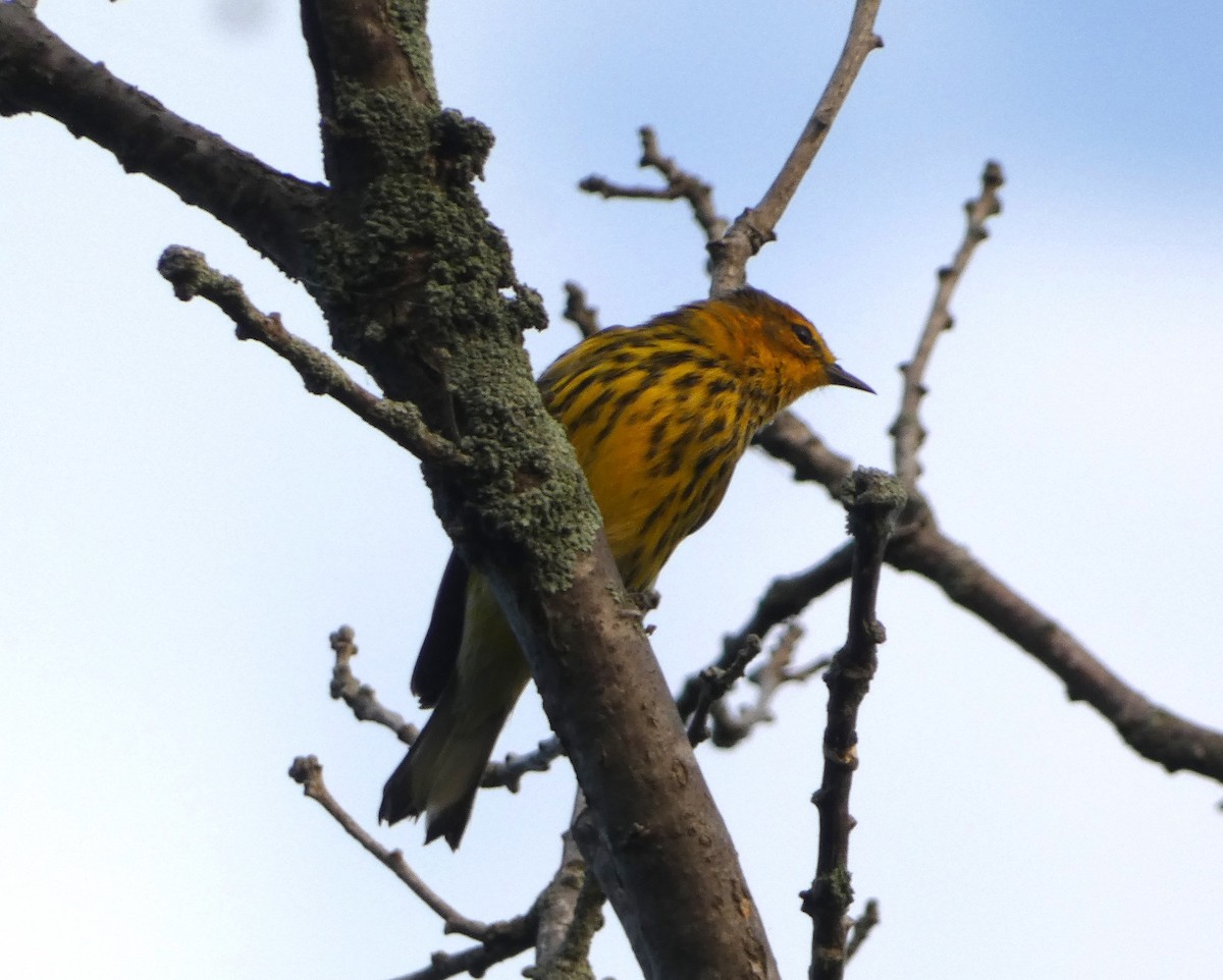 Cape May Warbler - ML622926347