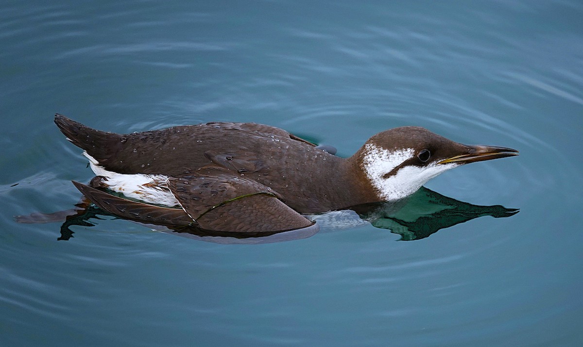 Common Murre - Edurne Ugarte