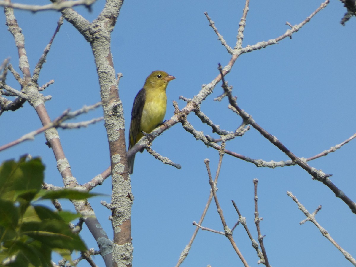 Scarlet Tanager - ML622926373