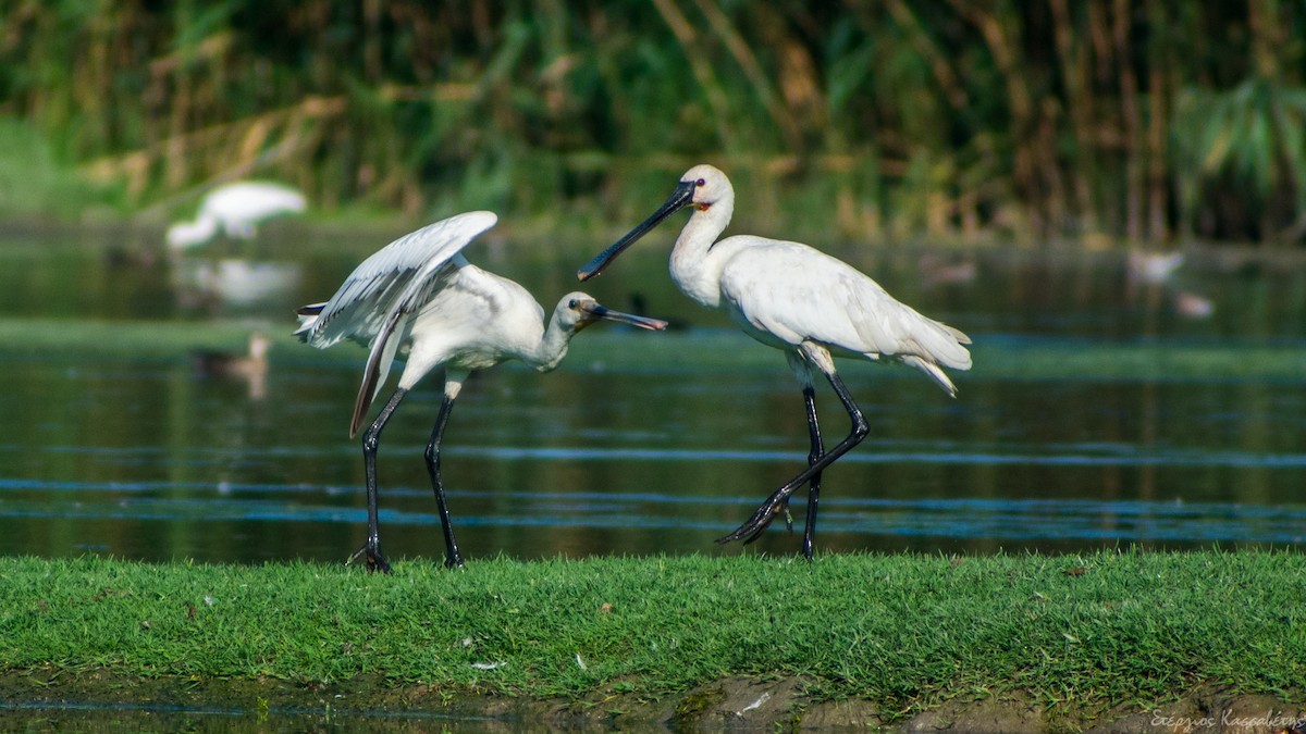 Eurasian Spoonbill - Stergios Kassavetis