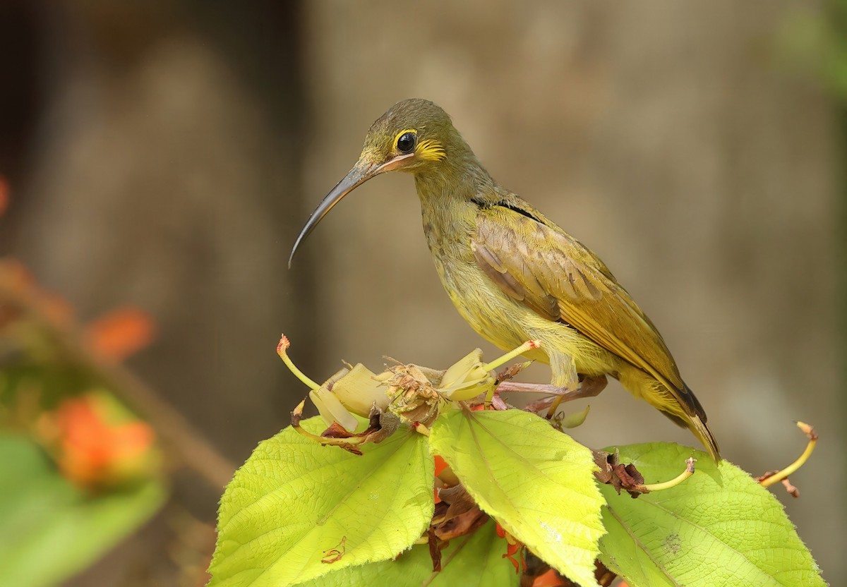 Yellow-eared Spiderhunter - ML622926401