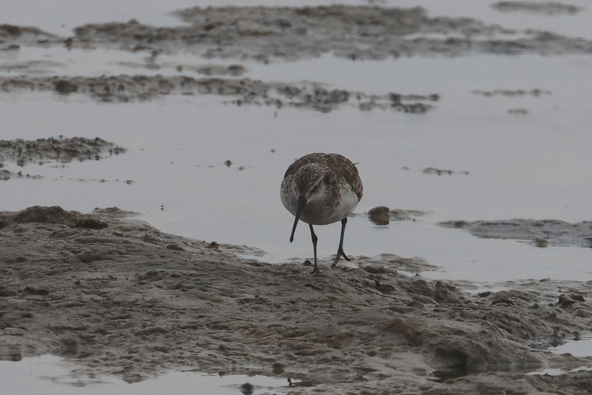 Curlew Sandpiper - Charley Hesse TROPICAL BIRDING