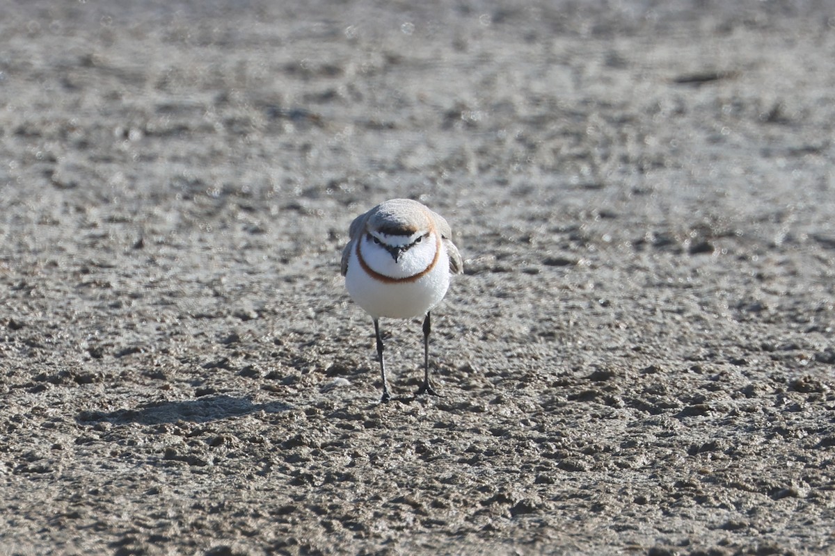 Chestnut-banded Plover - Charley Hesse TROPICAL BIRDING