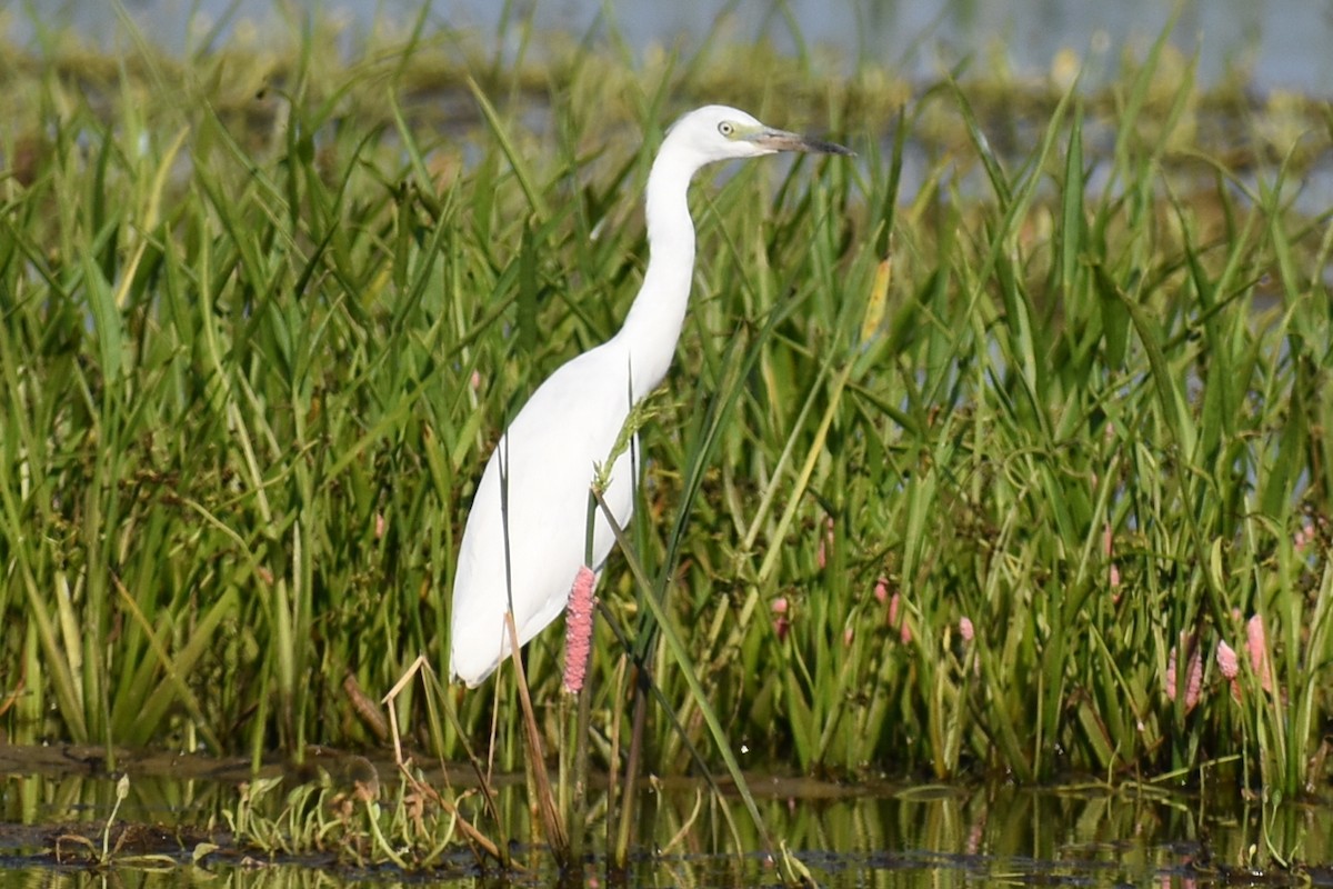 Little Blue Heron - Claire H