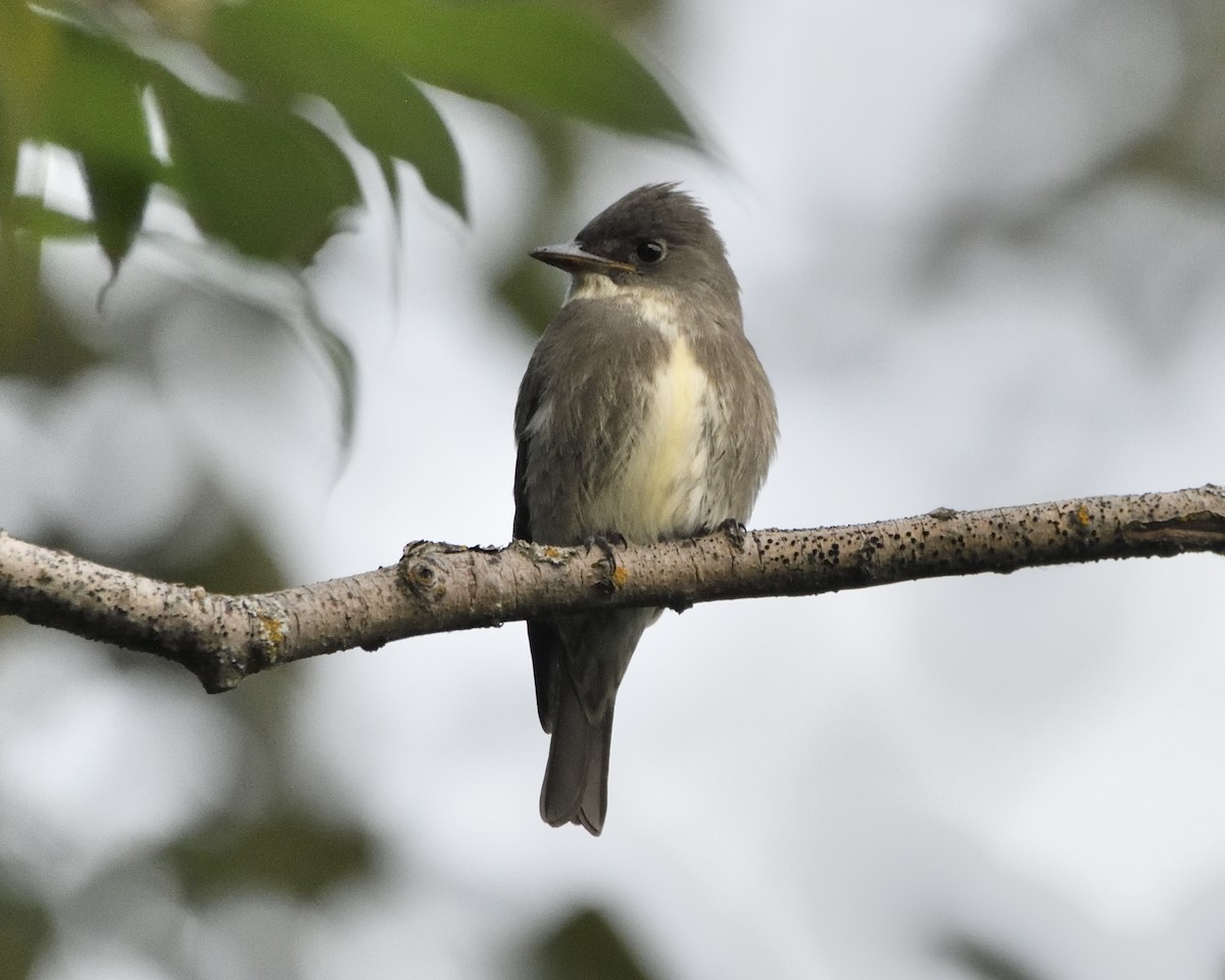 Olive-sided Flycatcher - ML622926470