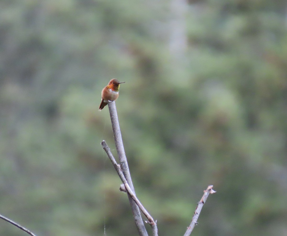 Rufous Hummingbird - ML622926639