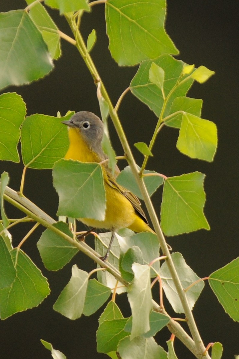 Nashville Warbler - Debra Chatham