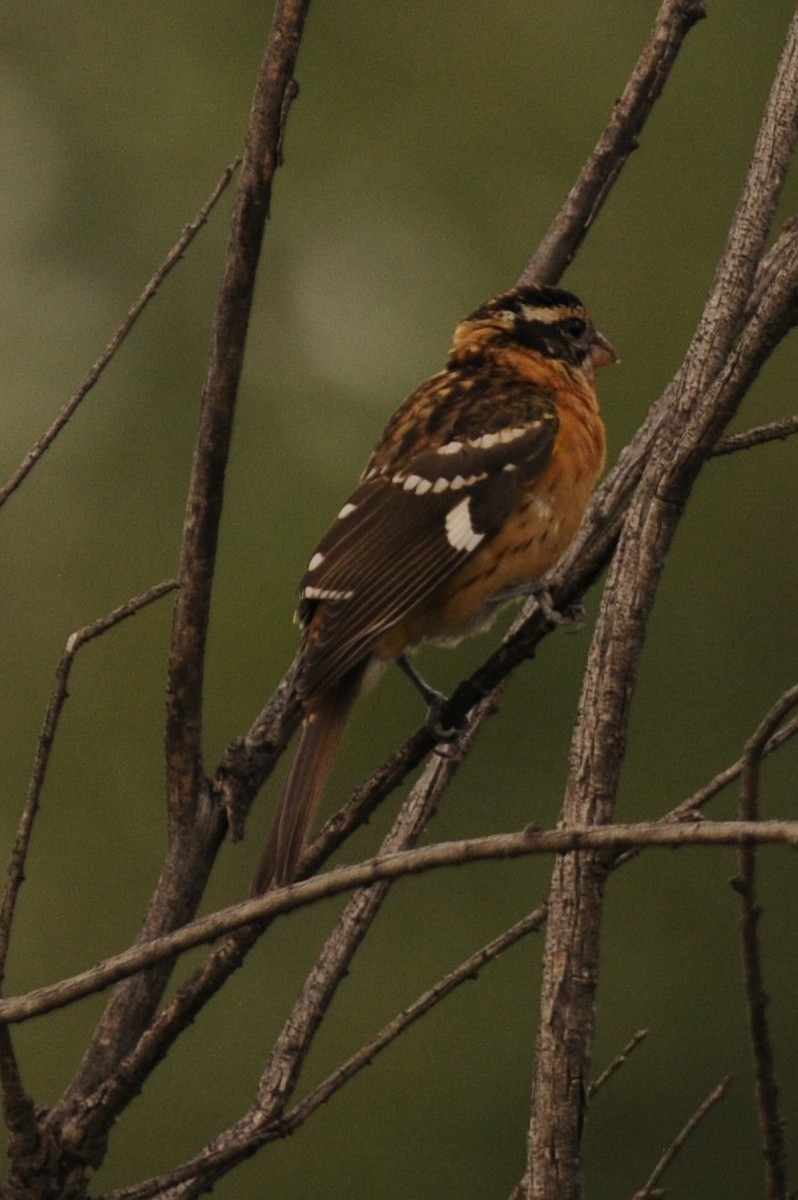 Cardinal à tête noire - ML622926724