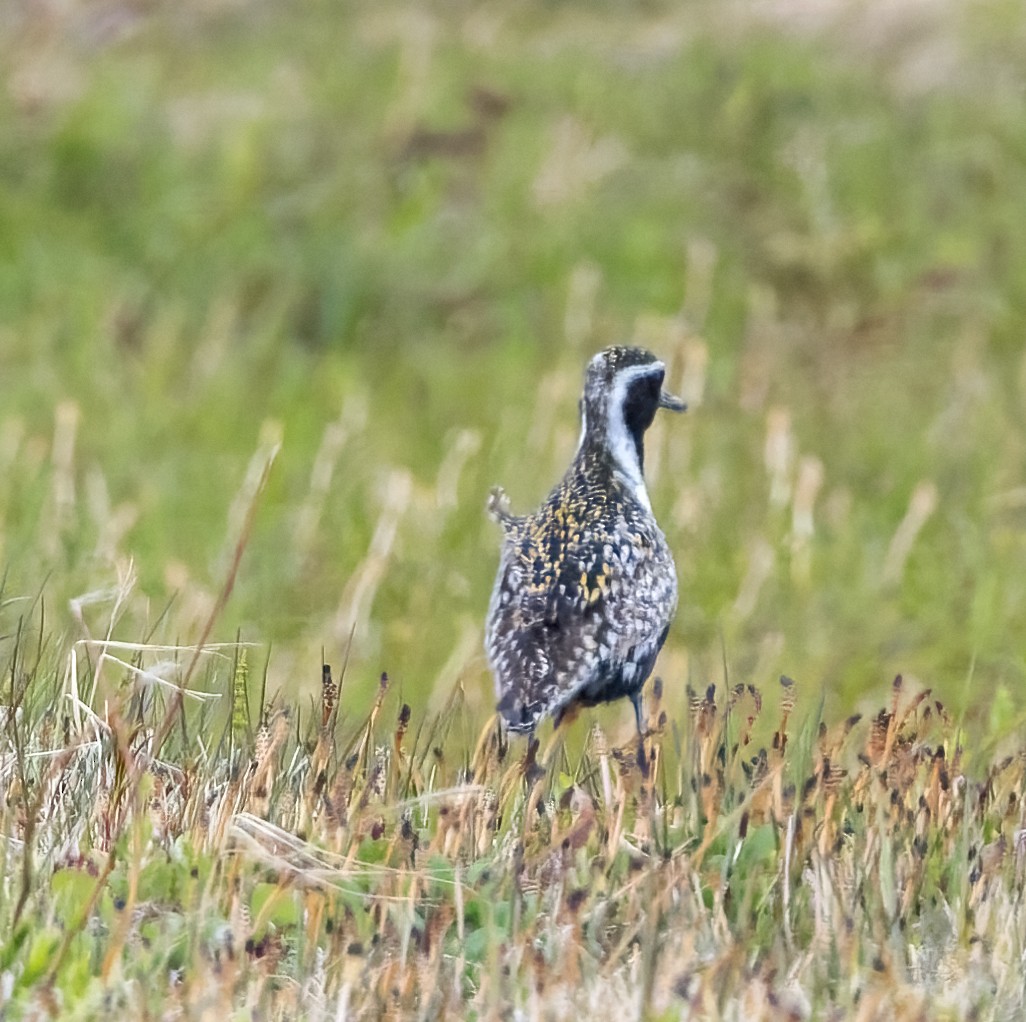 Pacific Golden-Plover - ML622926737