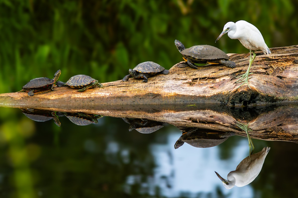 Little Blue Heron - ML622926743