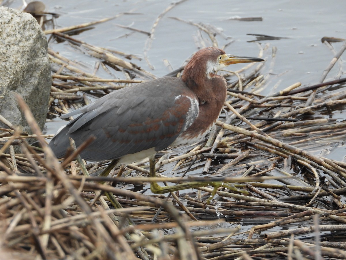 Tricolored Heron - Amanda Brown