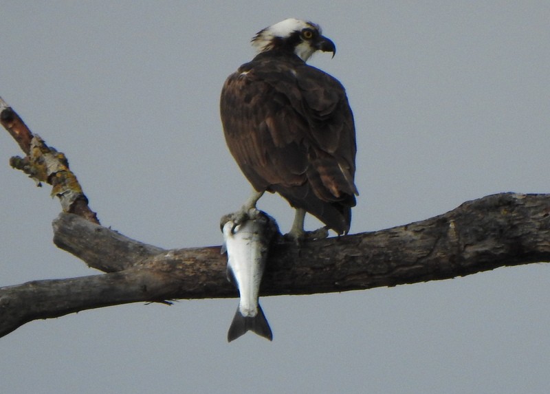 Osprey - ML622926796