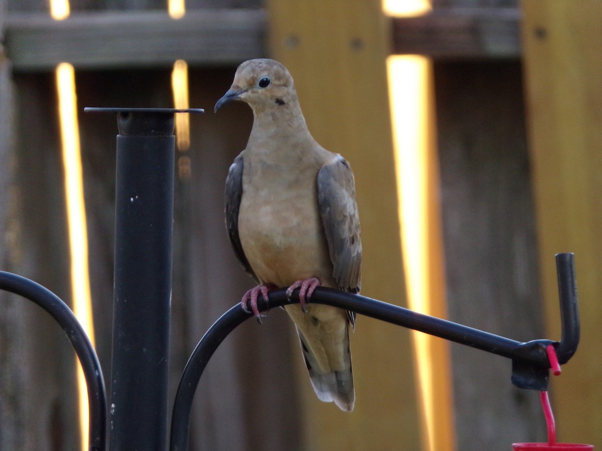 Mourning Dove - Texas Bird Family