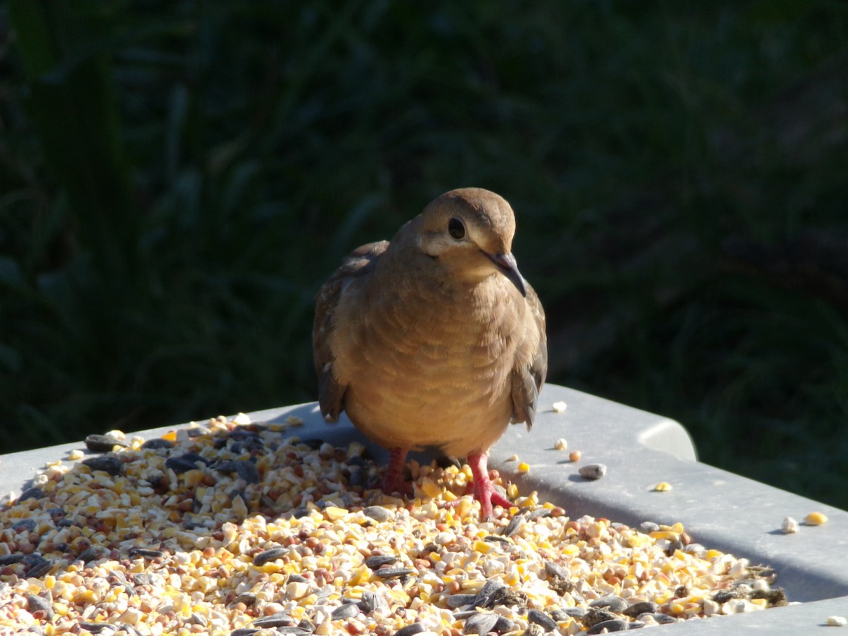 Mourning Dove - Texas Bird Family