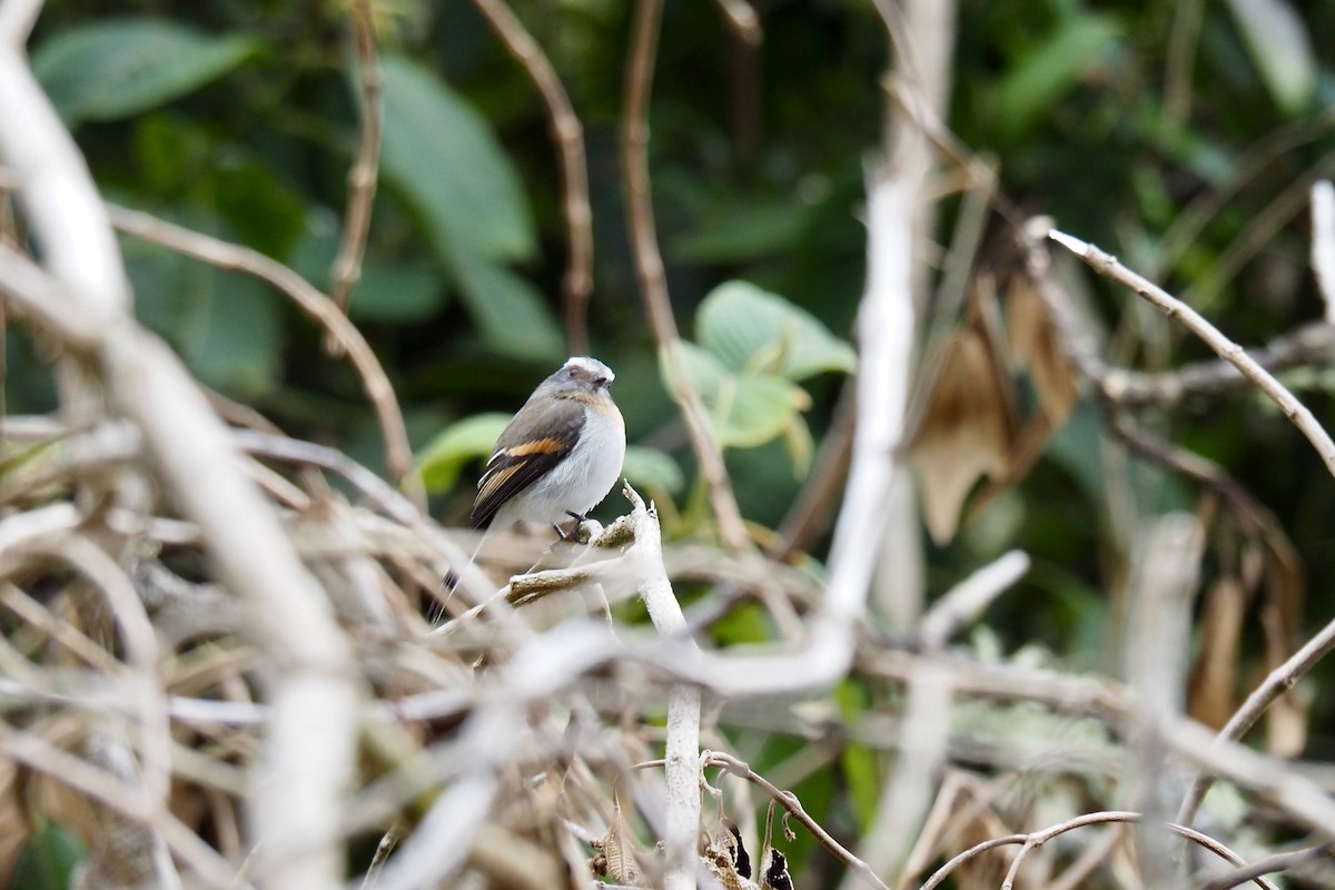 Rufous-breasted Chat-Tyrant - ML622927062