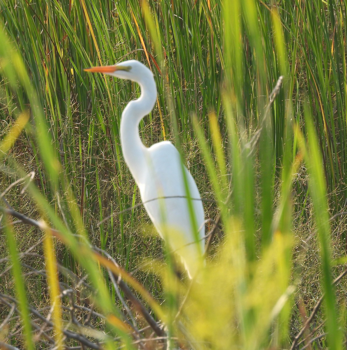 Great Egret - ML622927078