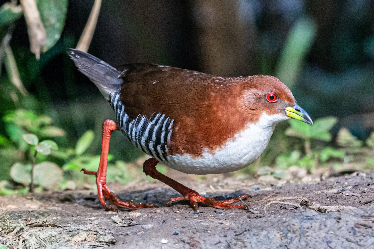 Red-and-white Crake - ML622927083