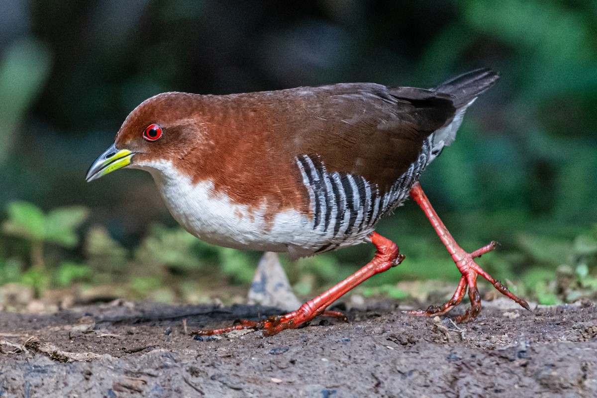 Red-and-white Crake - ML622927123