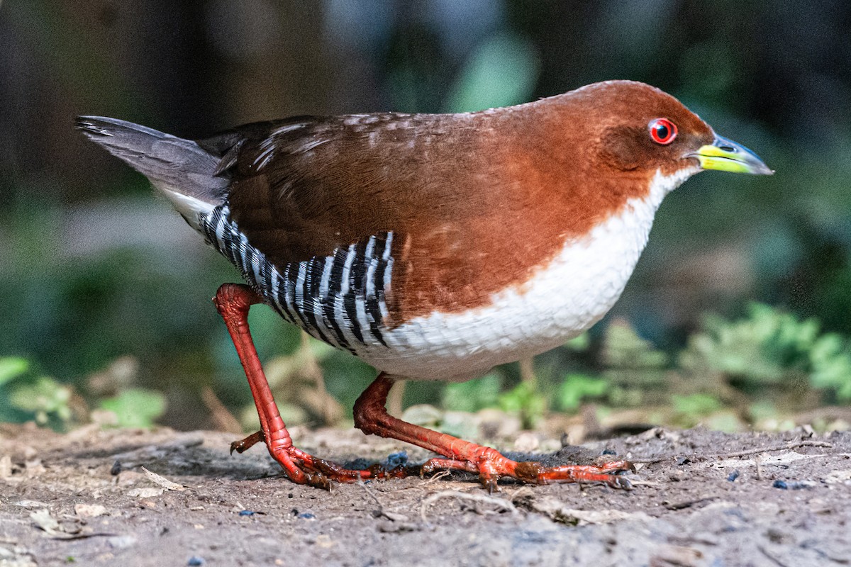 Red-and-white Crake - ML622927147