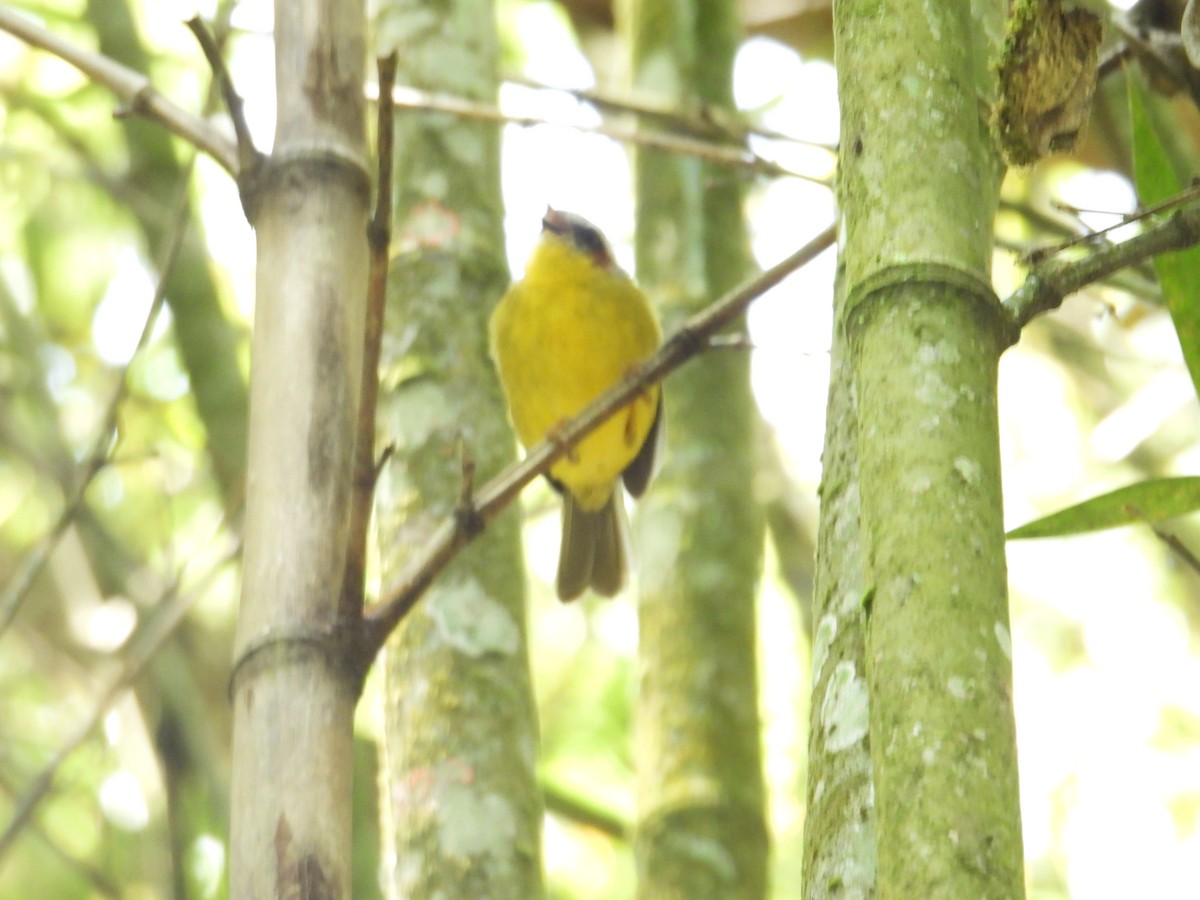 Chestnut-capped Warbler - ML622927156