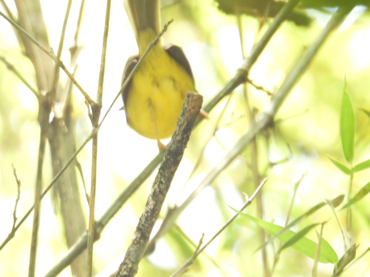 Chestnut-capped Warbler - ML622927157